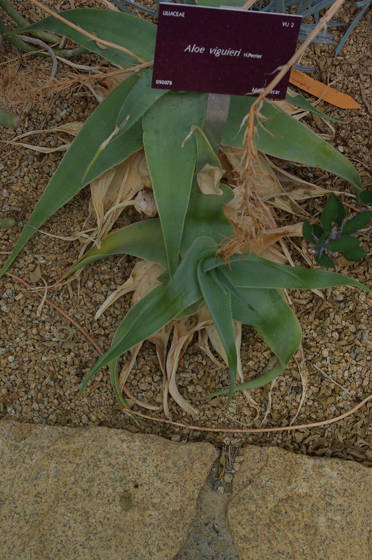 Aloe viguieri: Aloe viguieri, Conservatoire botanique national de Brest