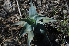 Aloe viguieri (Aloe viguieri)