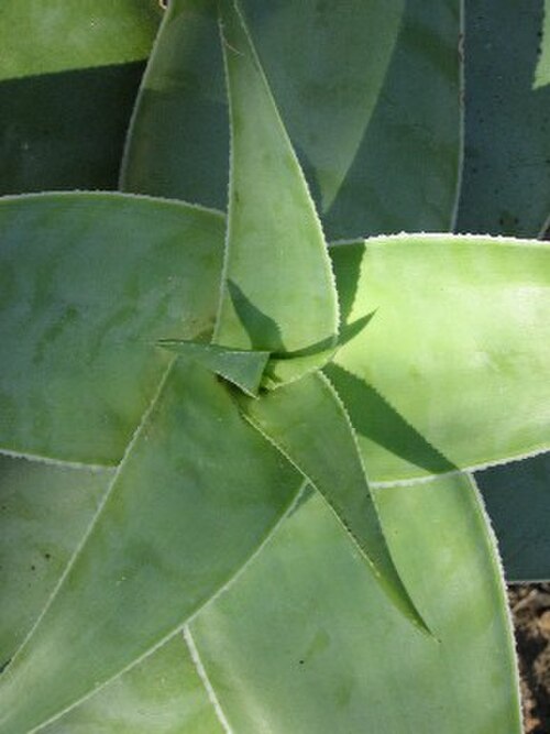 Aloe viguieri: Aloe viguieri