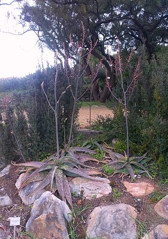 Aloe viridiana: Aloe greenii - pongola 1