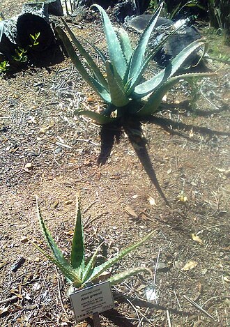 Aloe viridiana: Aloe greenii - Spotted Aloe - Kwazulu Natal