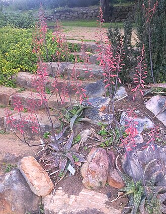 Aloe viridiana: Aloe greenii - pongola