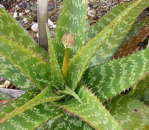 Aloe viridiana: Aloe
