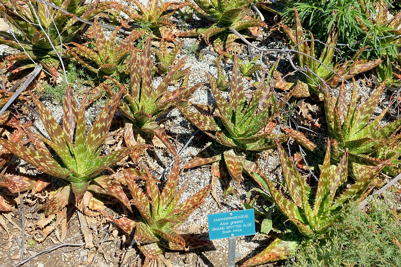 Aloe viridiana: Botanical specimen in the Mildred E. Mathias Botanical Garden - University of California, Los Angeles - Los Angeles, California, USA.