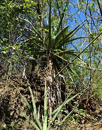 Aloe volkensii: Aloe volkensii with a Sansevieria sp. - Moshi Tanzania