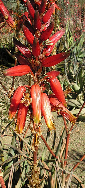 Aloe wickensii: Wicken's Aloe originated in South Africa. Desert Botanical Gardens, Phoenix.