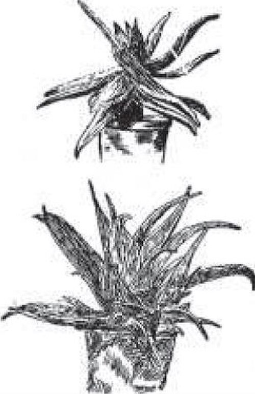 Aloe × serrulata: aloe serrulata plant grown in pot