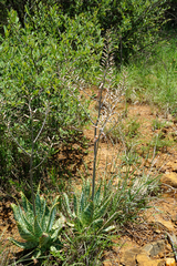 Aloe zebrina (Aloe zebrina)