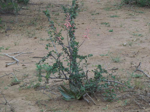 Aloe zebrina (Aloe zebrina)