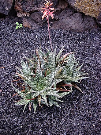 Aloe zebrina: Aloe zebrina