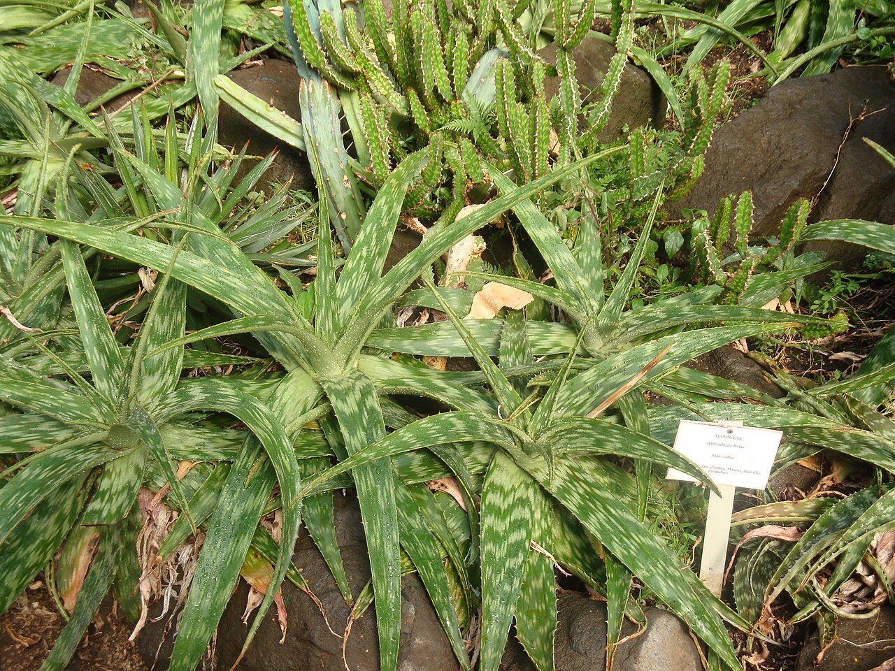 Aloe zebrina: Aloe zebrina