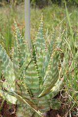 Aloe zebrina (Aloe zebrina)