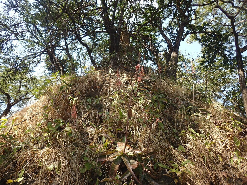Aloe zebrina (Aloe zebrina)