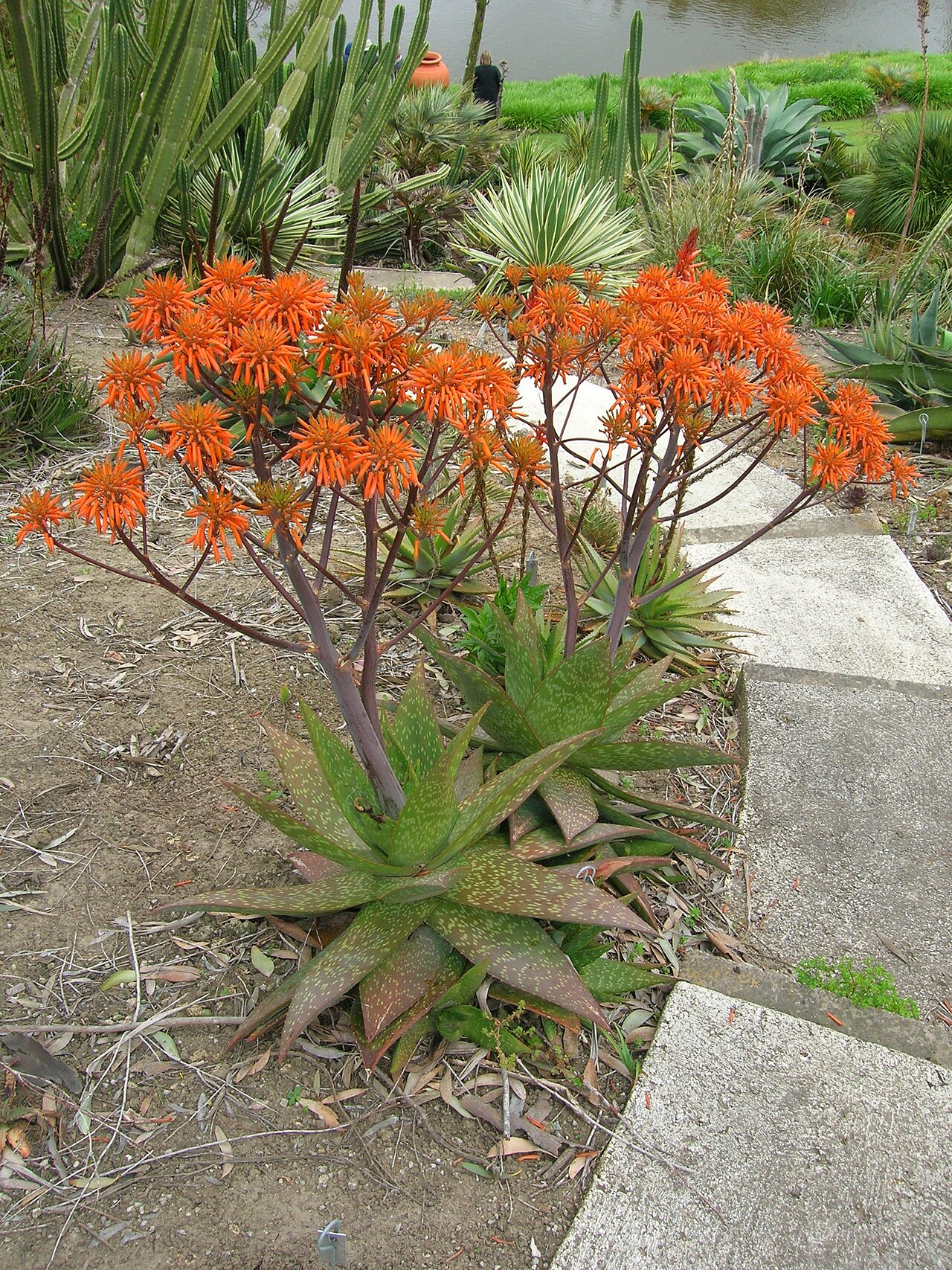 Aloe zebrina: Aloe baurii per the tag, but I could not track this down Also see Paloma Gardens , Cliive & Nicki Higgie, Fordell, Wanganui, North Island, New Zealand Northwest