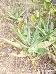 Aloe zebrina (Aloe zebrina)