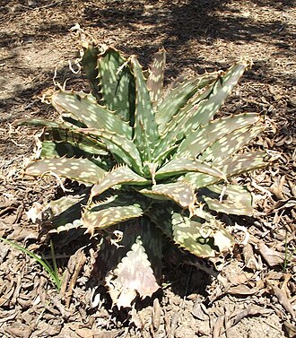 Aloe zebrina: Aloe transvaalensis = Aloe zebrina at the Los Angeles County Arboretum, Arcadia, California, USA. Identified by sign.