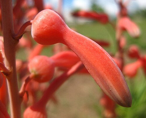Aloe zebrina: Close-up of a flower of Aloe zebrina in the garden of medicinal plants of UCAMA (small-scale farmers' union of Manica province). Leaf gel is applied on wounds,