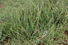 Aloe zebrina (Aloe zebrina)