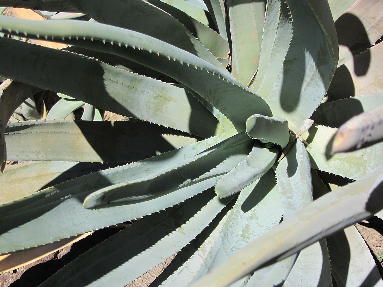 Aloestrela suzannae: Aloe suzannae