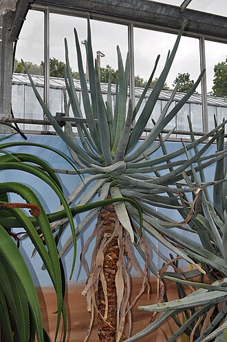 Aloestrela suzannae: Aloestrela suzannae au Botanical Conservatory of Brest Native name Conservatoire botanique national de Brest Location Brest , France Coordinates 48° 24′ 10.35″
