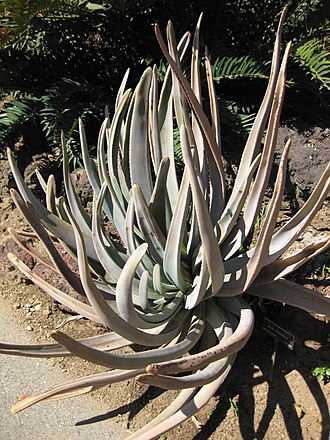 Aloestrela suzannae: Photographed at Huntington Gardens (Los Angeles) in March