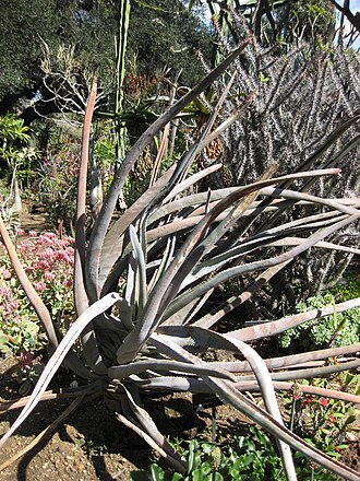 Aloestrela suzannae: This photo is from Gardenology.org and is available under CC-BY-SA 3.0 license. If you use it, please include attribution to Gardenology.org, with a link if the