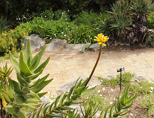 Peninsula rambling aloe: Flower bud of Aloe commixta. Kirstenbosch botanical gardens. Cape Town.
