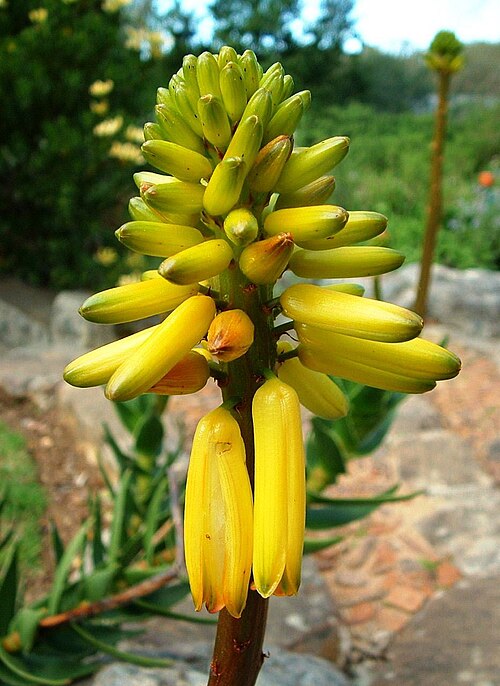 Peninsula rambling aloe: Aloe commixta inflorescence. Yellow version. Cape Town.