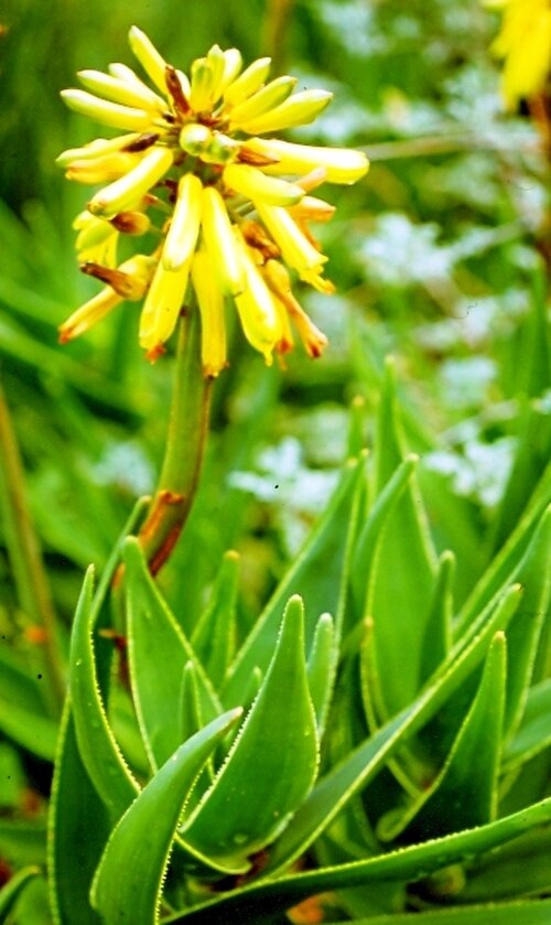 Peninsula rambling aloe: Aloe commixta. Mountain reserve. Fishhoek. Cape Town. South Africa.