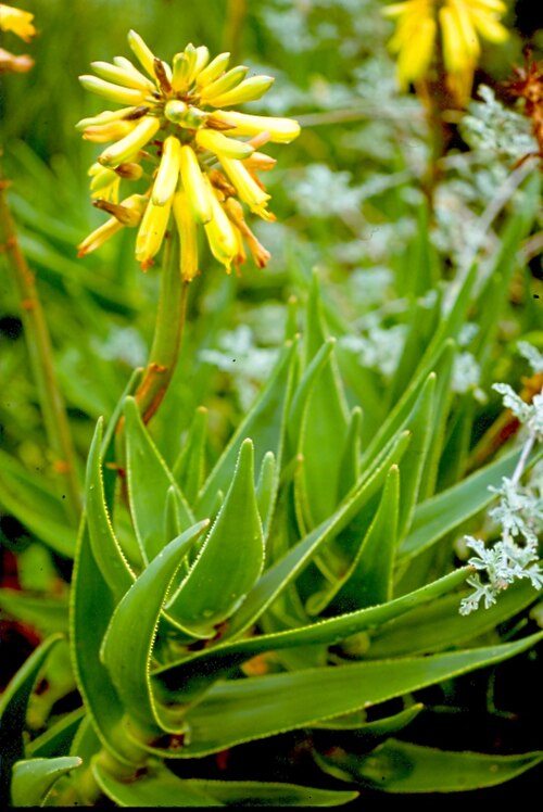 Peninsula rambling aloe: Peninsula Rambling Aloe of Cape Town. Aloe commixta. Yellow flowered.