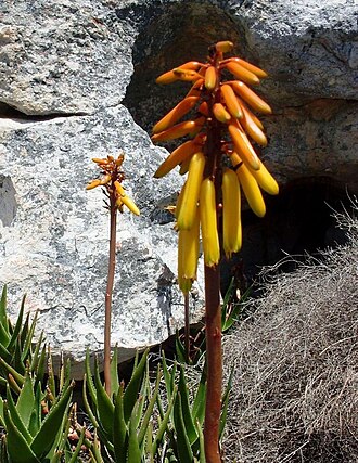 Peninsula rambling aloe: Peninsula rambling aloe in flower. Silvermine-Kalk Bay mountains. Cape Town.