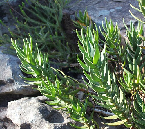 Peninsula rambling aloe: Aloe commixta plant growing on Table Mountain. Cape Town.