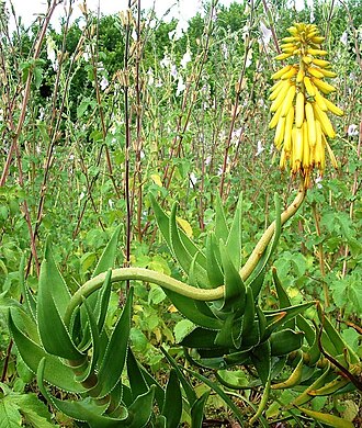 Peninsula rambling aloe: Aloe commixta in flower. Cape Town fynbos.