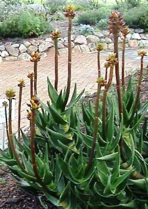Peninsula rambling aloe: Aloe commixta in Cape Town garden