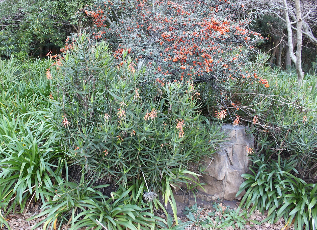Aloiampelos gracilis: Aloe gracilis. Climbing aloe of South Africa.