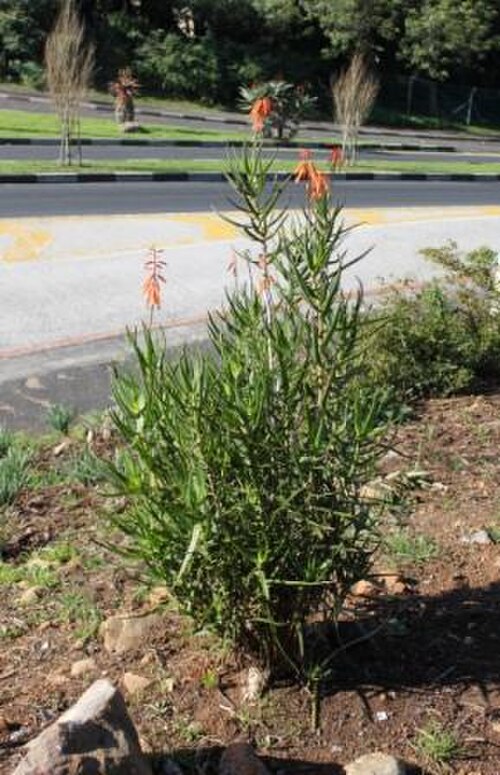 Aloiampelos gracilis: Aloe gracilis plant in flower. SA.