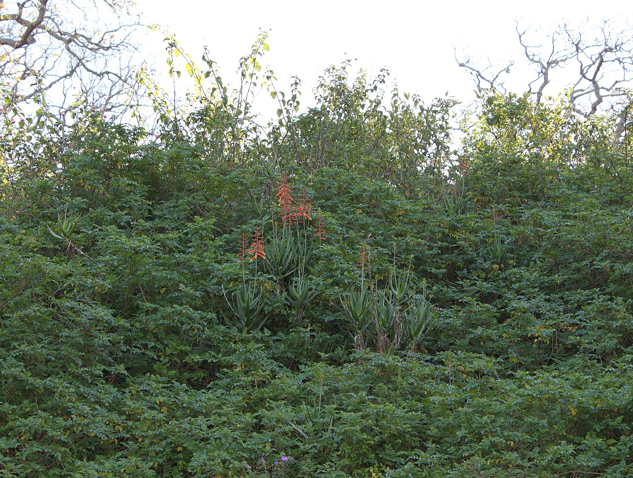 Aloiampelos gracilis: Aloe gracilis growing up through a hedge. South Africa.