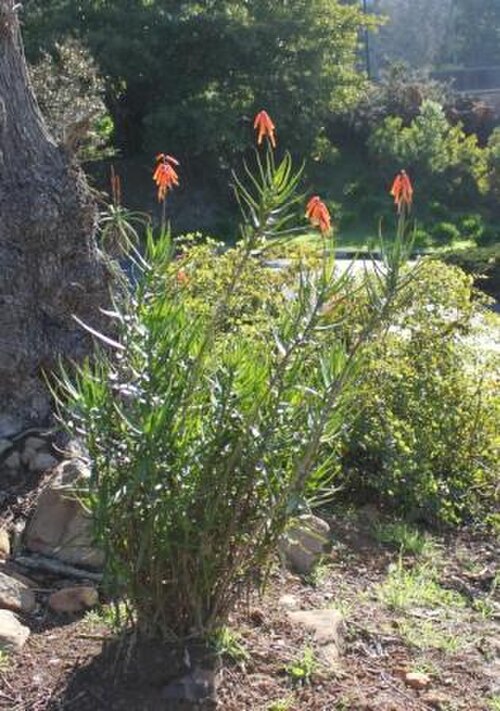 Aloiampelos gracilis: Aloe gracilis plant in flower. SA.