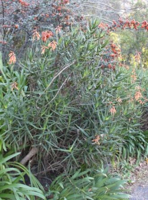 Aloiampelos gracilis: Aloe gracilis. Climbing aloe of Port Elizabeth.