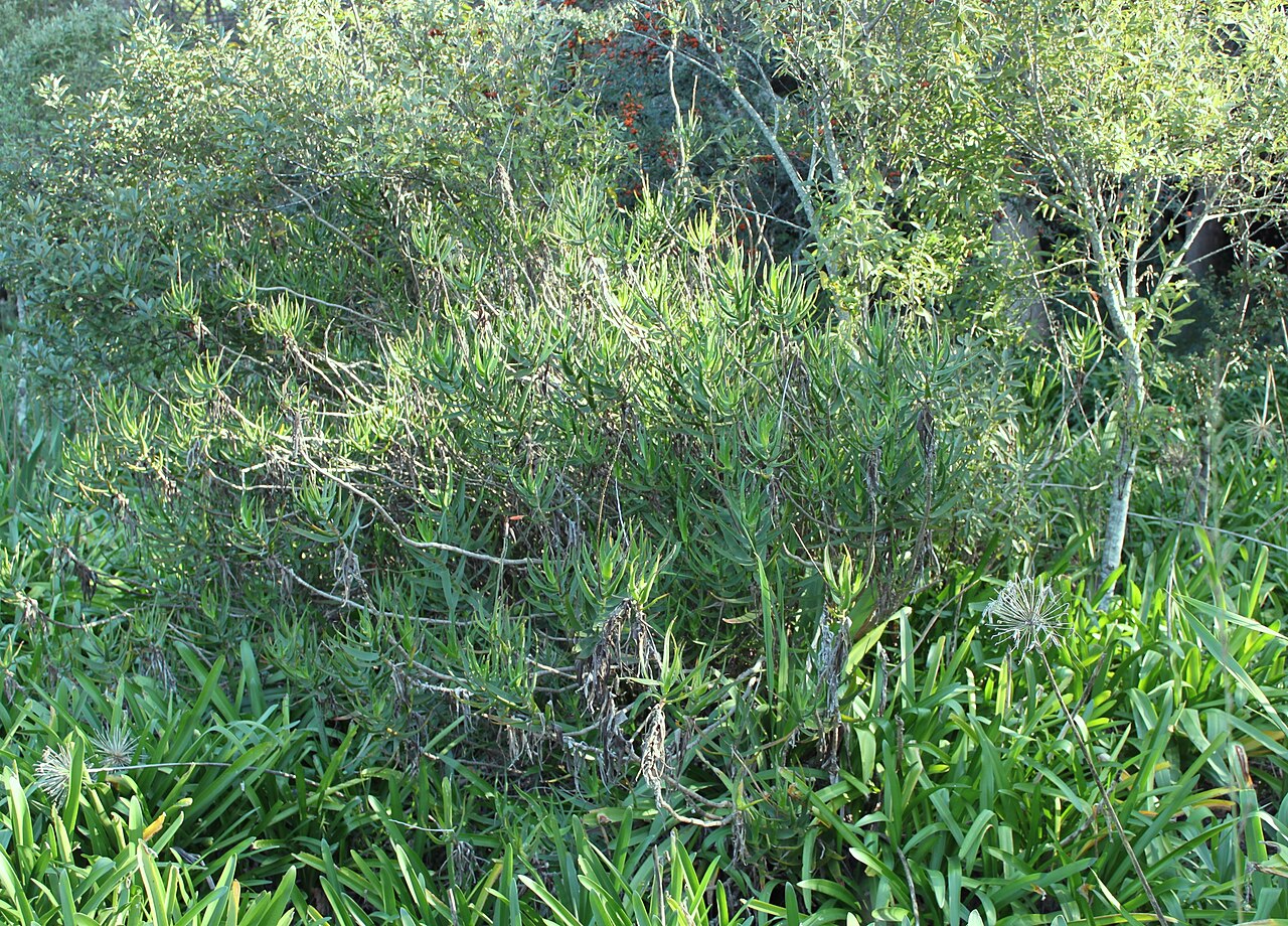 Aloiampelos gracilis: Aloe gracilis. Climbing aloe species of South Africa.