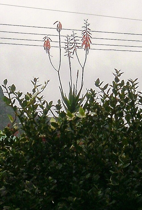 Aloiampelos gracilis: The characteristic multi-stemmed racemes of Aloe gracilis. Climbing Aloe of Port Elizabeth, South Africa.