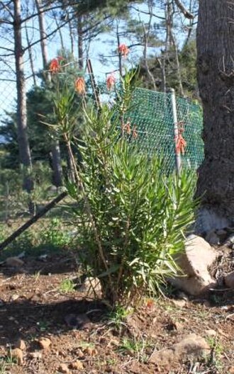 Aloiampelos gracilis: Aloe gracilis plant in flower. SA.