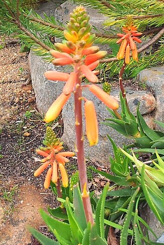 Koudeberg aloe: Agulhas Aloe - A juddii