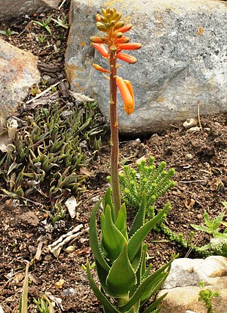 Koudeberg aloe: Aloe juddii in flower in a Cape Town garden.