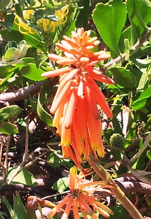 Koudeberg aloe: Aloe juddii inflorescence - Kirstenbosch botanical gardens