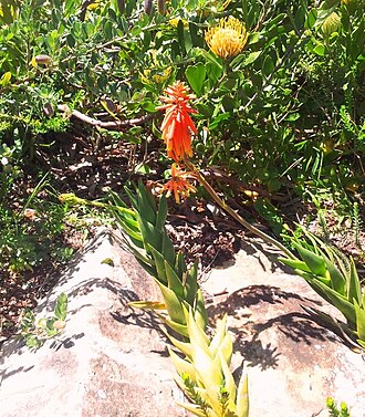 Koudeberg aloe: 1 Aloe juddii in Sandstone rockery Kirstenbosch botanical gardens