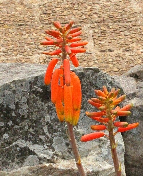 Koudeberg aloe: Aloe juddii inflorescence. Detail.