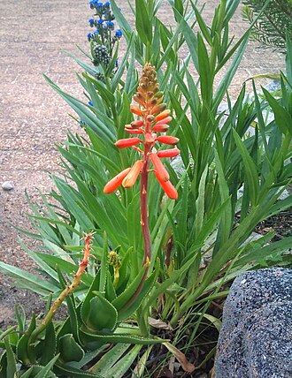 Koudeberg aloe: Aloe juddii in flower in Kirstenbosch Botanical Gardens Endangered Species section. Cape Town.