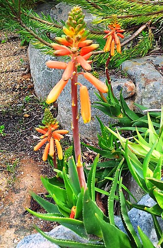 Koudeberg aloe: Agulhas Aloe - A juddii