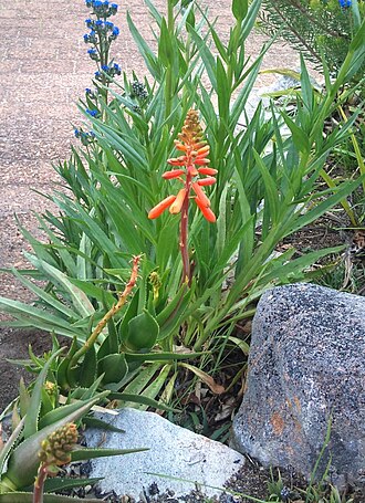 Koudeberg aloe: Aloe juddii. The Koudeberg Aloe. In flower in Kirstenbosch Botanical Gardens. Cape Town. SA.